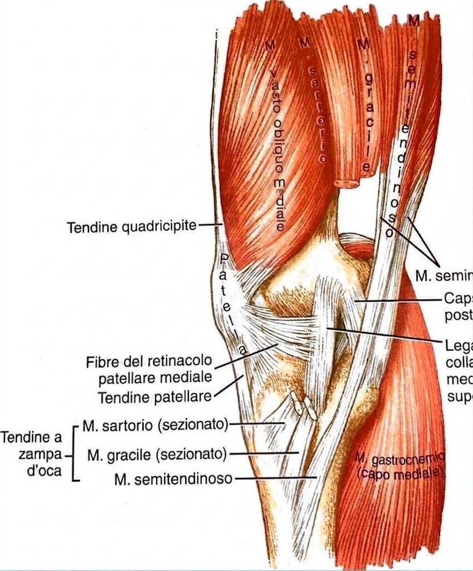 immagine anatomica del ginocchio che mostra le parti interne del ginocchio laterale dove si può aver dolore